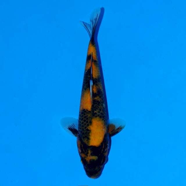 Hi Showa 17 cm Female