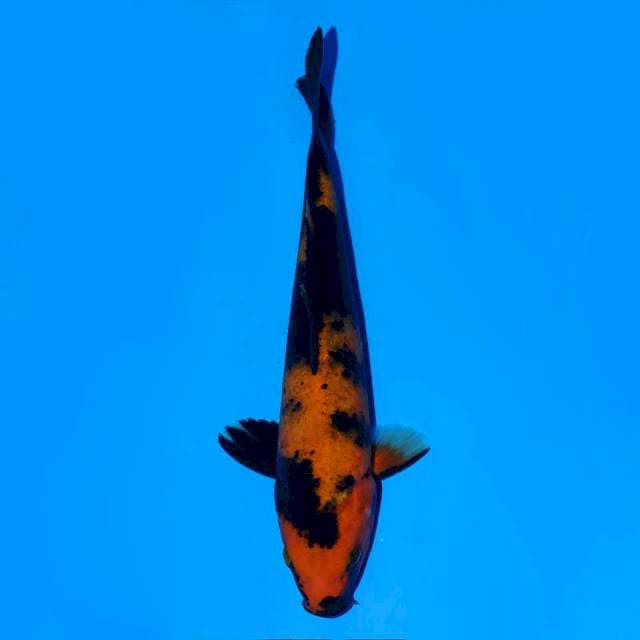 Hi Utsuri 19 cm Female