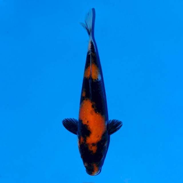 Showa Sanshoku 18 cm Female