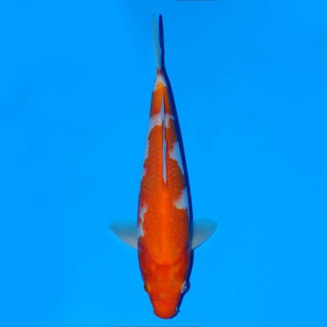 Kohaku 22 Cm Male
