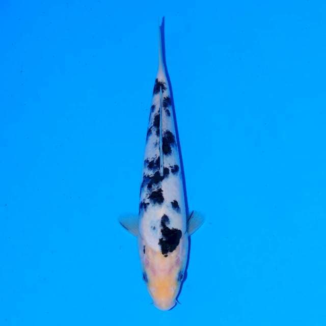 Bekko 20 cm Female