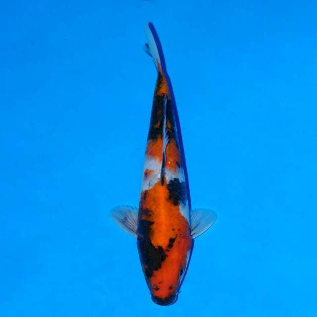 Showa Sanshoku 21 cm Male