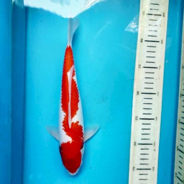 Kohaku Inazuma, 29cm