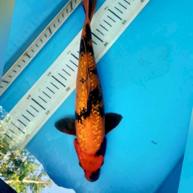 Hi utsuri gidrin, 30cm female