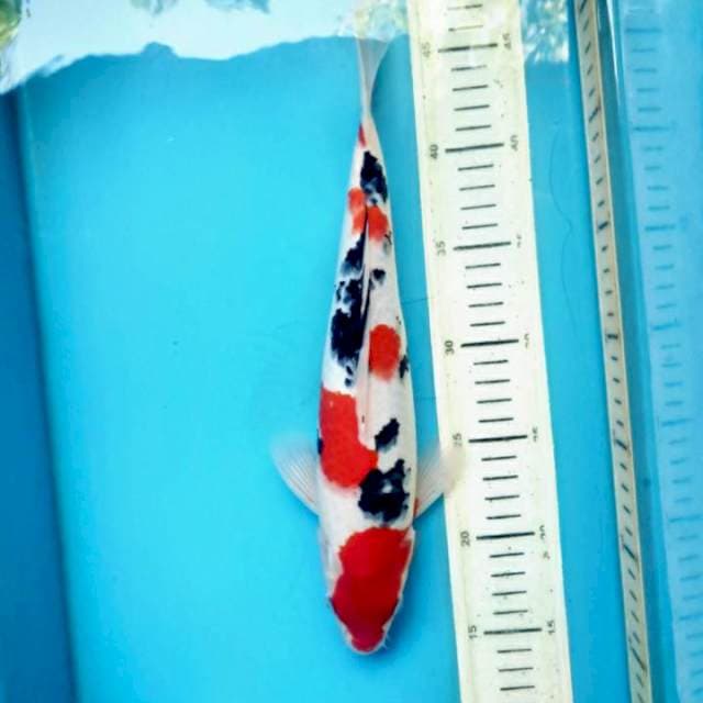 Sanke, 30cm male