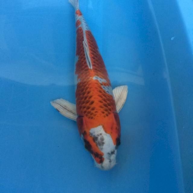 KUJAKU MANTAB 33cm