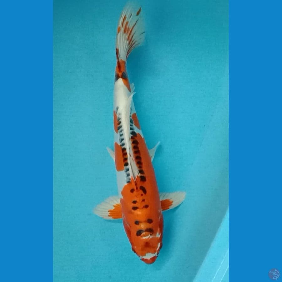 kojaku doit 38cm / male
