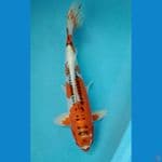 kojaku doit 38cm / male