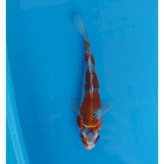 goshiki 24 cm