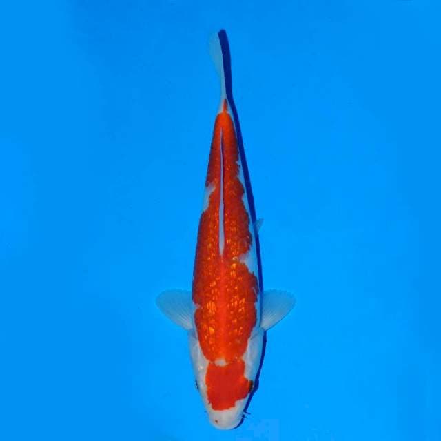 Kohaku Ginrin 22 cm Male