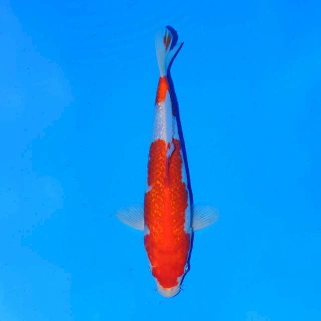 Ginrin kohaku 23 cm male