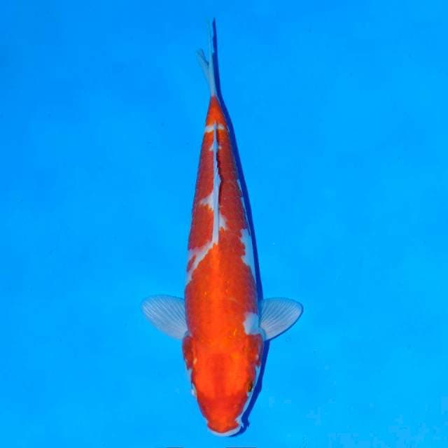 Kohaku 24 cm Male