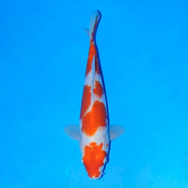 Maruten Kohaku Female 24 cm