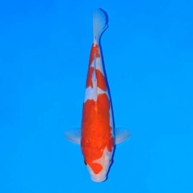 Doitsu Kohaku male 26 cm