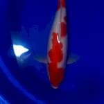 Kohaku