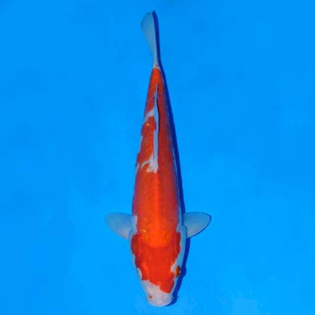 Doitsu kohaku Male 24 cm