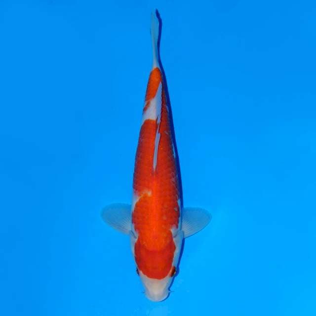 Kohaku Female 24 cm