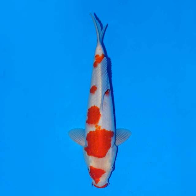 Kohaku Female 28 cm