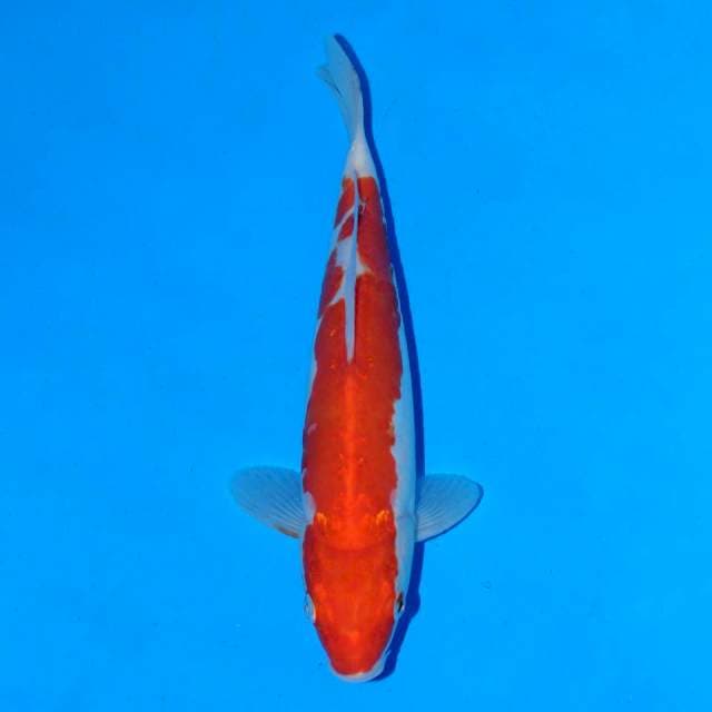 Doitsu Omoyo Kohaku Male 21 cm