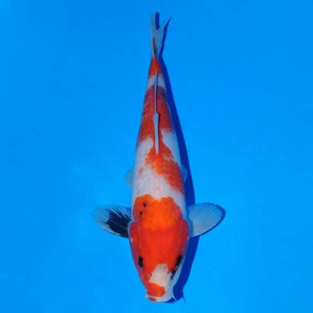 Showa Tategoi male 25 cm