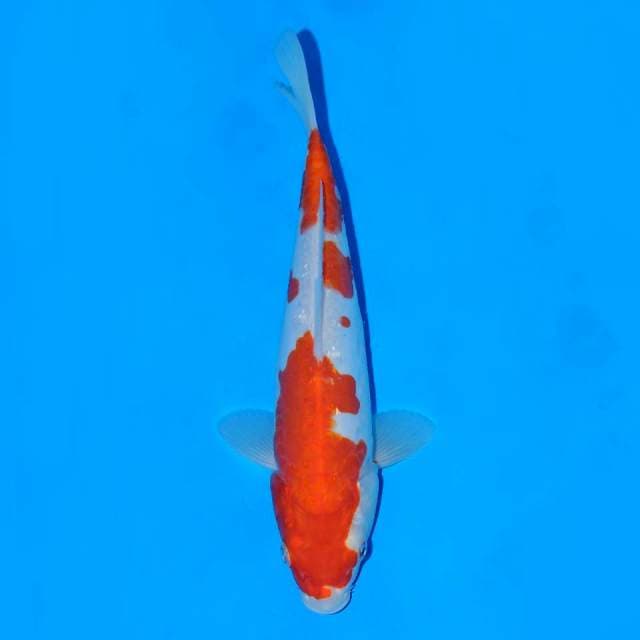 Kohaku Doitsu Female 23 cm