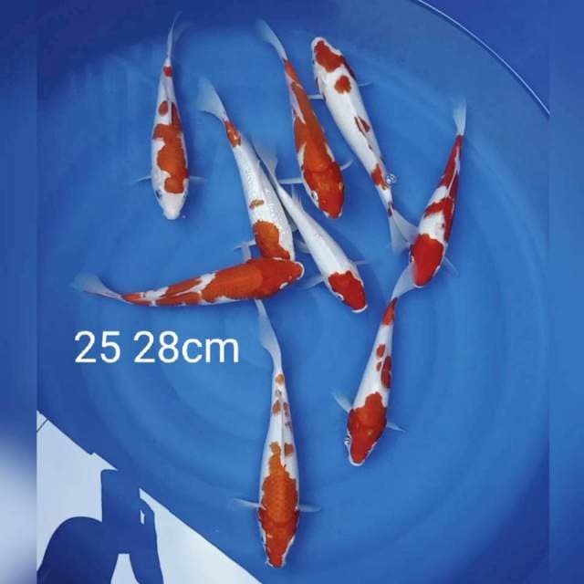 Paket Kohaku 25 28cm