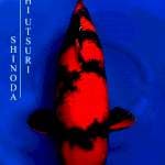 Hi Utsuri - Shinoda Farm 🇯🇵 - 70bu - Male