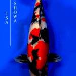 Showa - Isa Farm 🇯🇵 - 70bu - Female