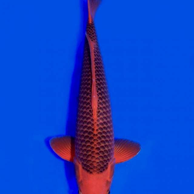 Aka Matsuba - Marusei 🇯🇵 - 50cm - Male
