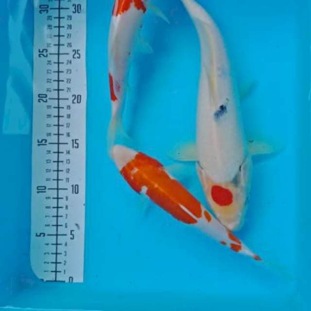 Mix 21,22, 30cm