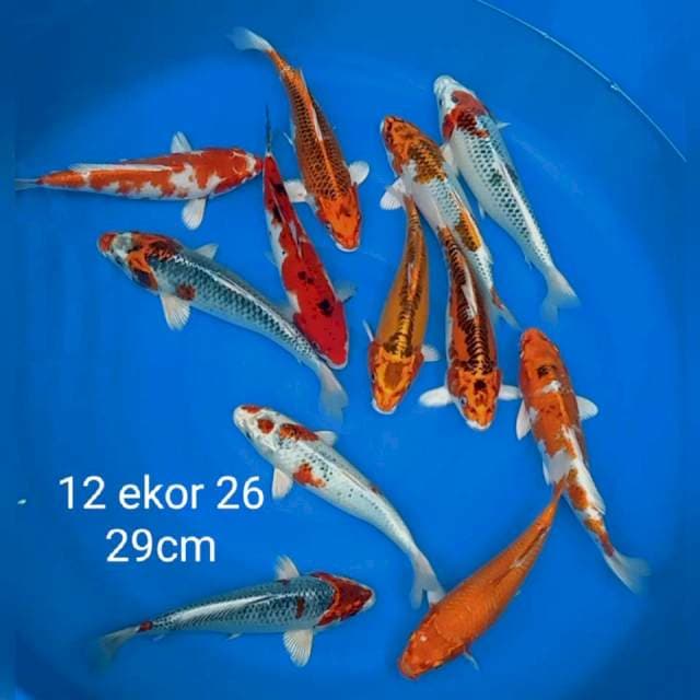 Paket mix 12 ekor  26 29cm