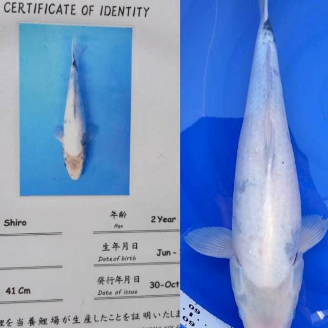 Shiro Dainichi 50 cm