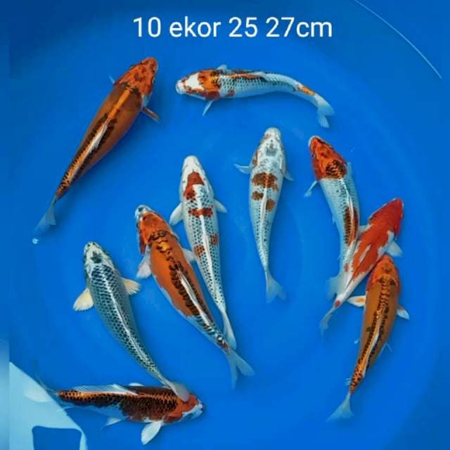 Paket mix 10 ekor 25 27cm