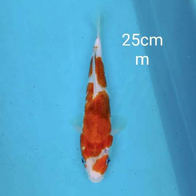 Aigoromo 25cm