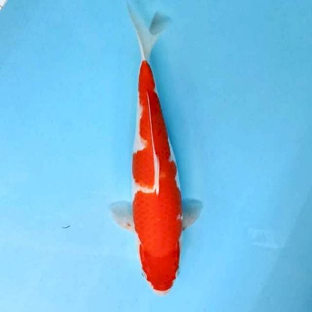KOHAKU GOOD BODY 30 CM