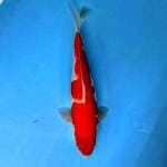 KOHAKU GOOD BODY 30 CM
