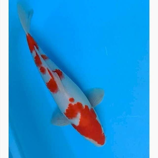 Kohaku