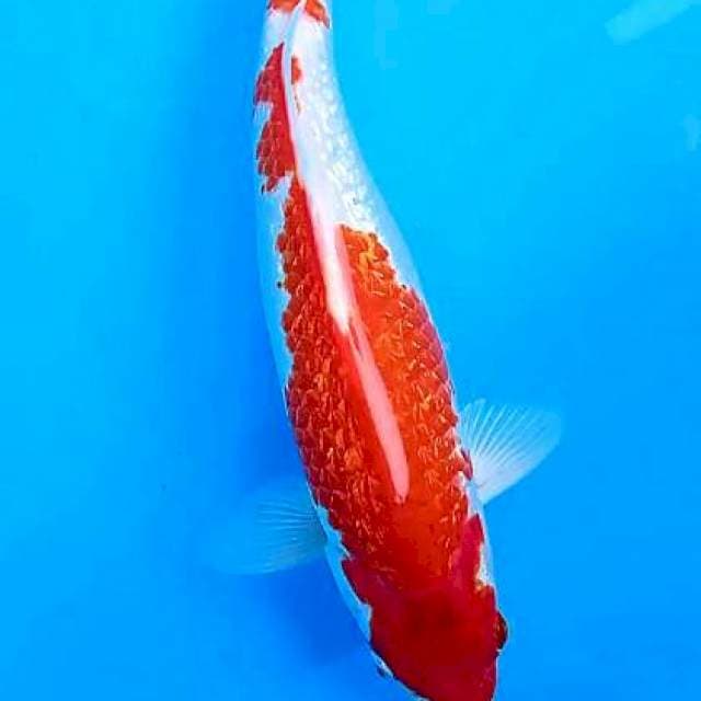 Kohaku ginrin 34 cm