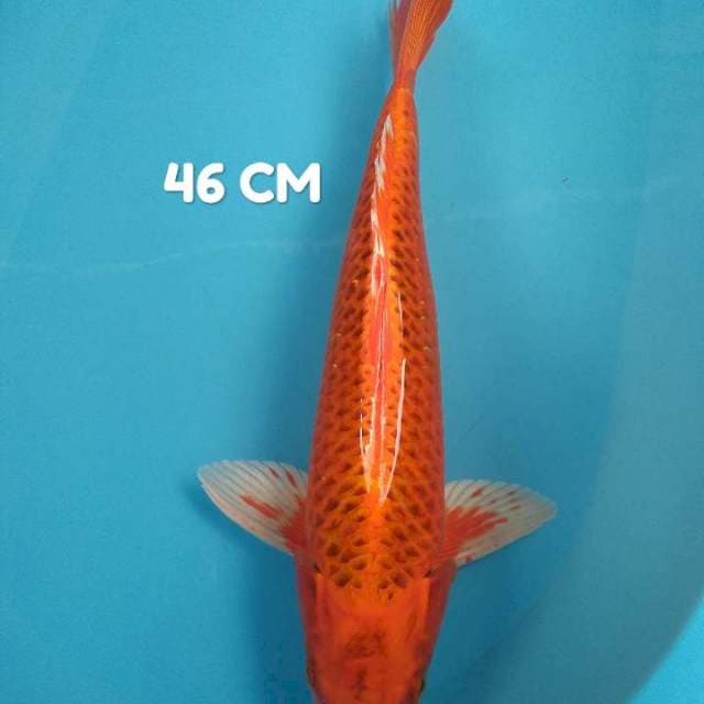 JUMBO AKA HAJIRO 46 Cm