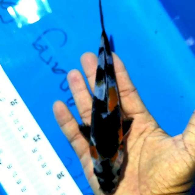 Showa 18cm