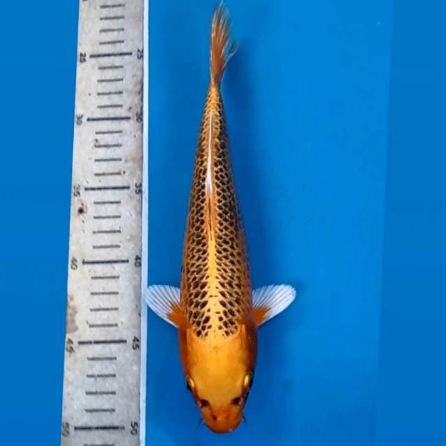 Kin matsuba, 26 cm