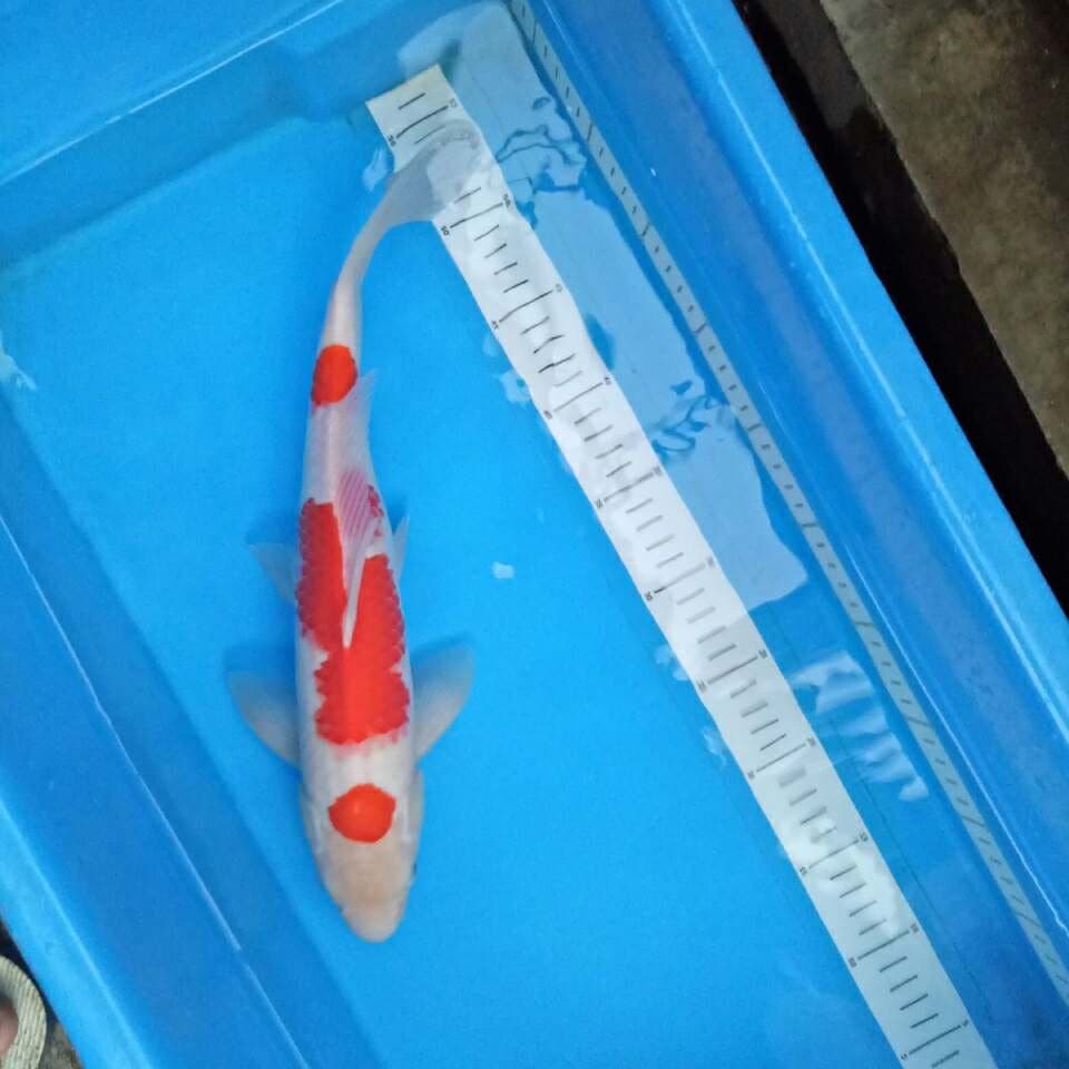 Jantan 37 cm