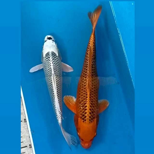 Pkt matsuba, 23,29 cm