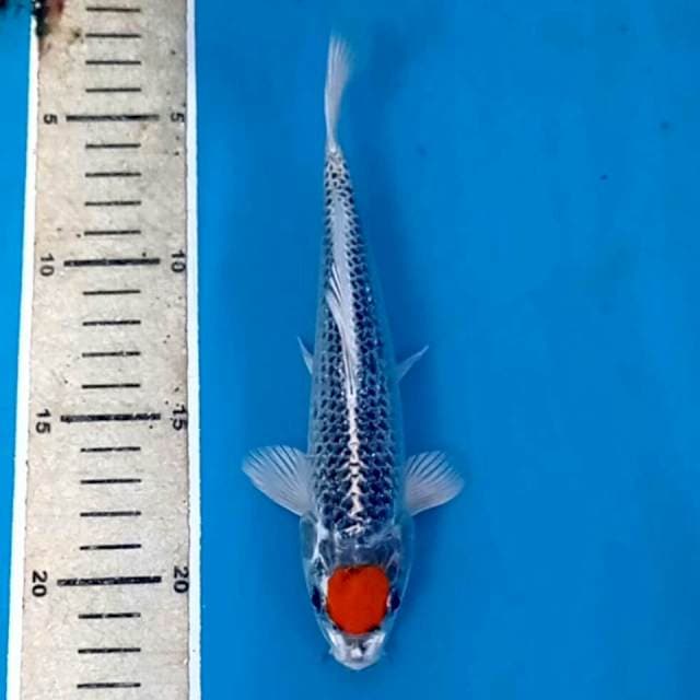 Tancho kujaku, 19 cm