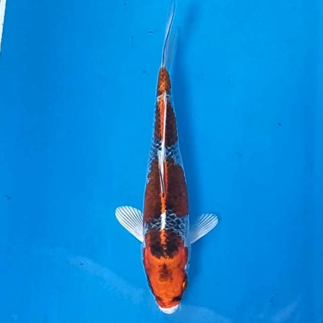 Kujaku, 17 cm