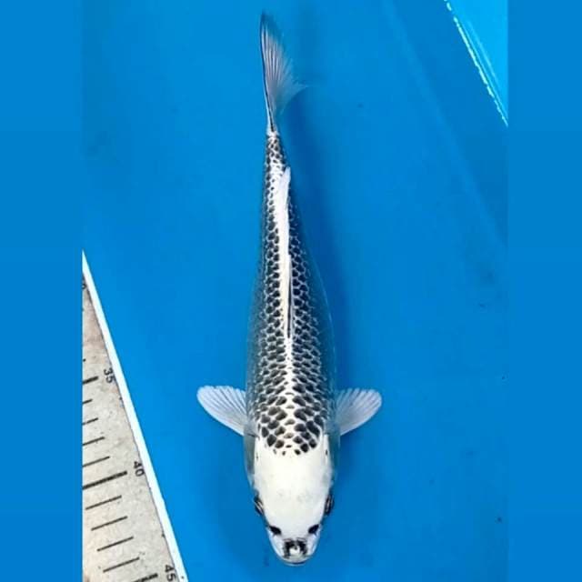 Gin matsuba, 26 cm