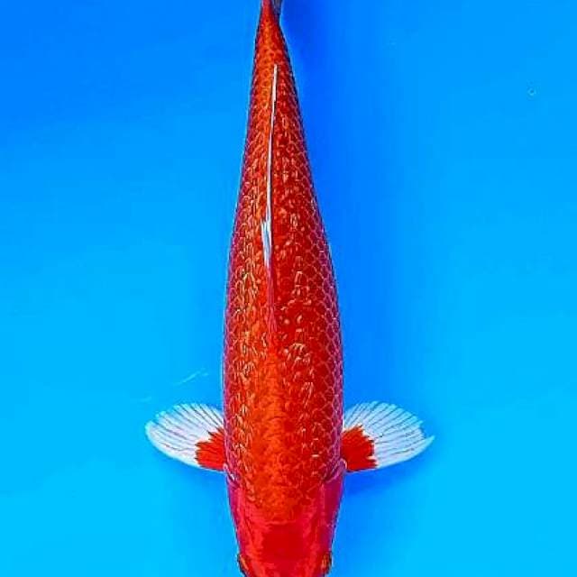 Red ginrin 33 cm