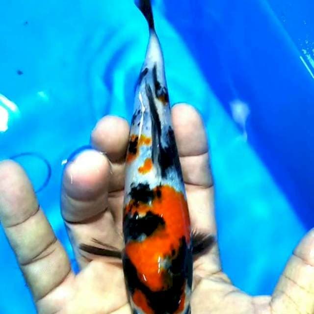 Showa 20cm
