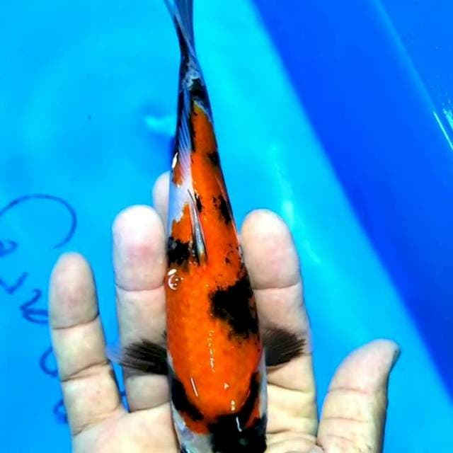 Showa 20cm