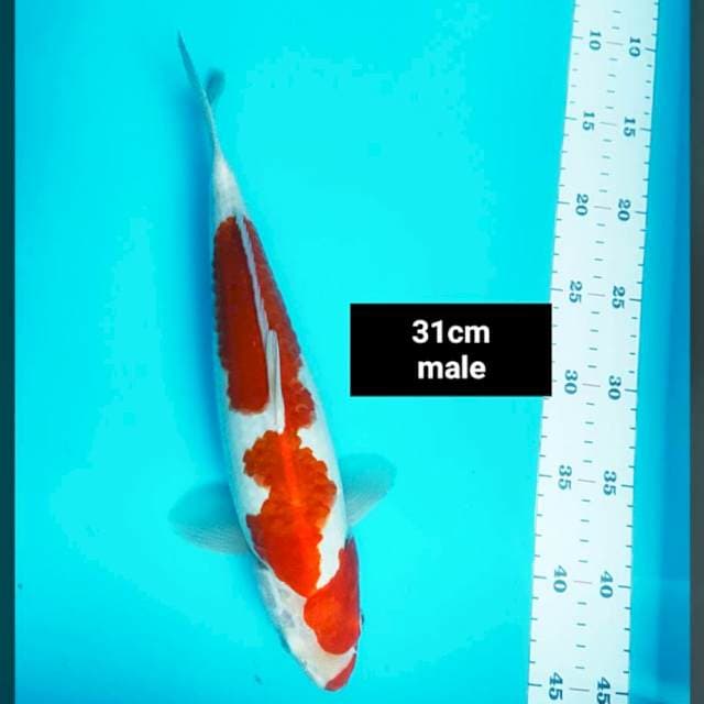 Kohaku strong 31cm male